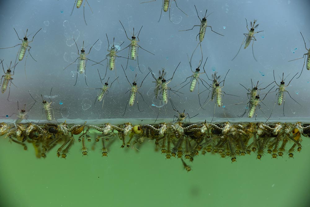 Mosquito-Aedes-aegypti.jpg