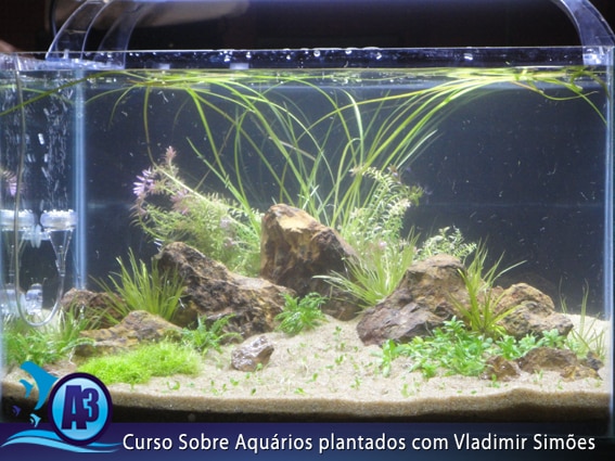 Curso de aquário plantado com Vladimir Simões em Alagoas Curso de aquário plantado com Vladimir Simões em Alagoas