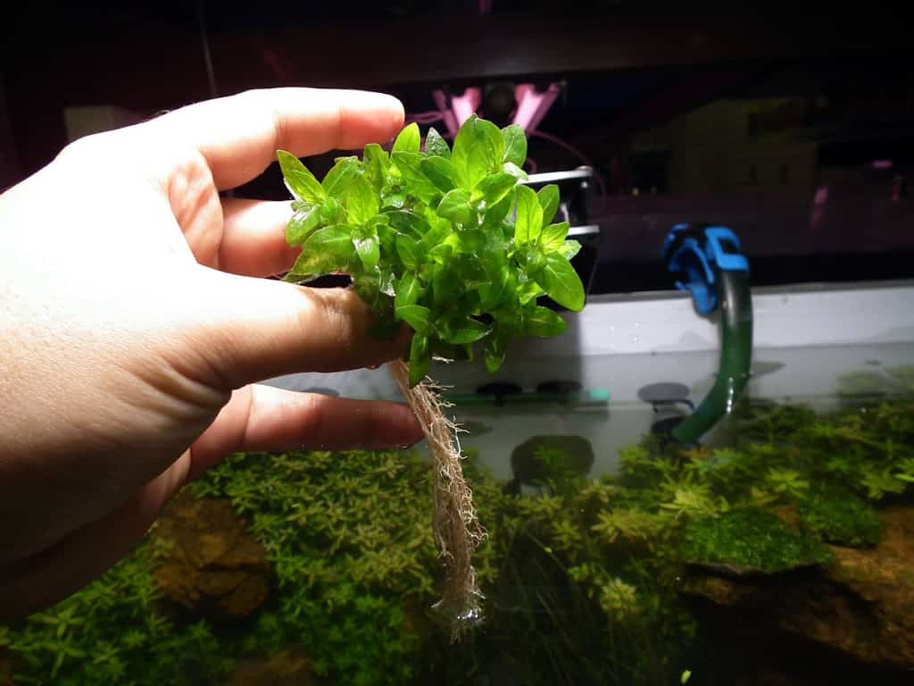 Staurogyne sp. Staurogyne sp.