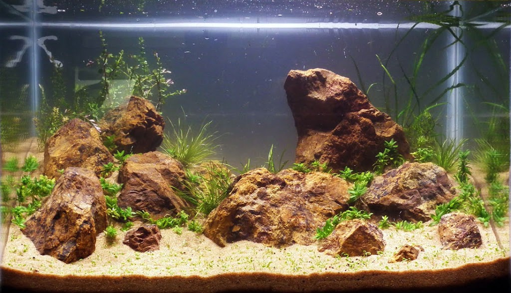 Adição das plantas aquáticas no aquário Adição das plantas aquáticas no aquário