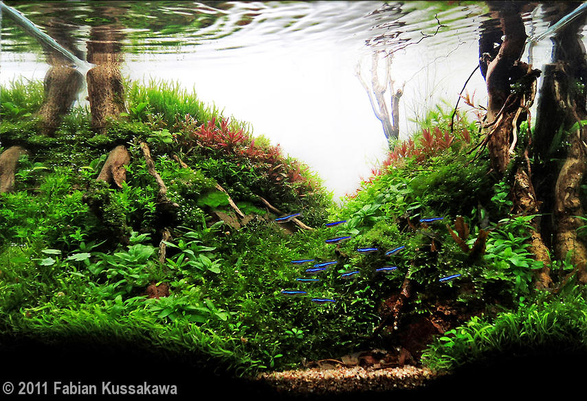 Fabian Kussakawa, Foz do Iguaçu - Paraná - Brasil Fabian Kussakawa, Foz do Iguaçu - Paraná - Brasil