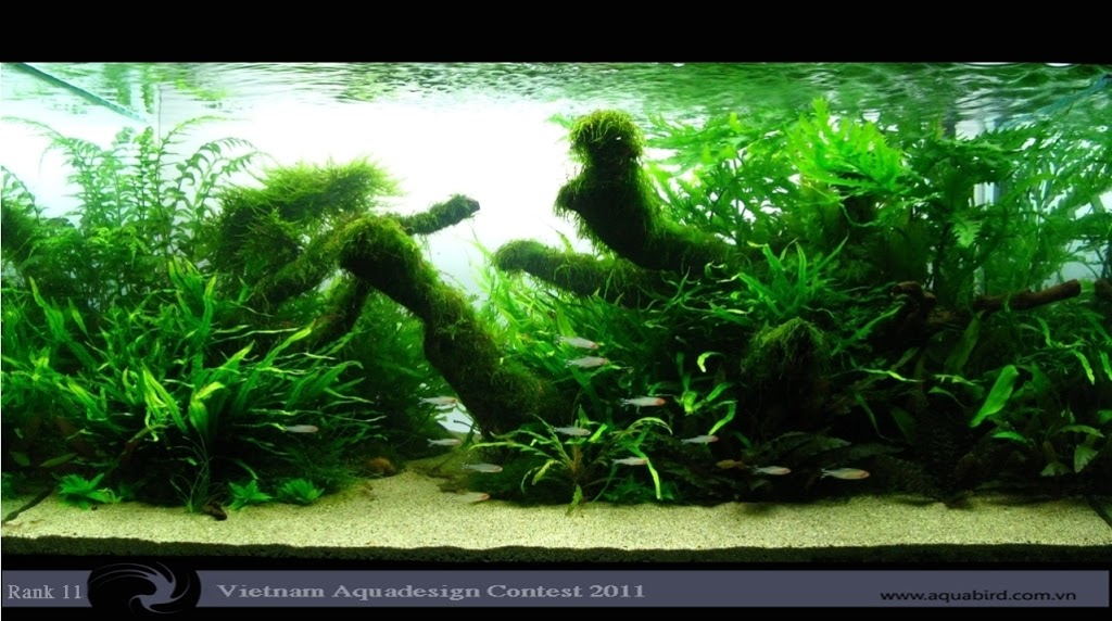 Aquatic-Design-Contest-2011-11-25C2-25BA