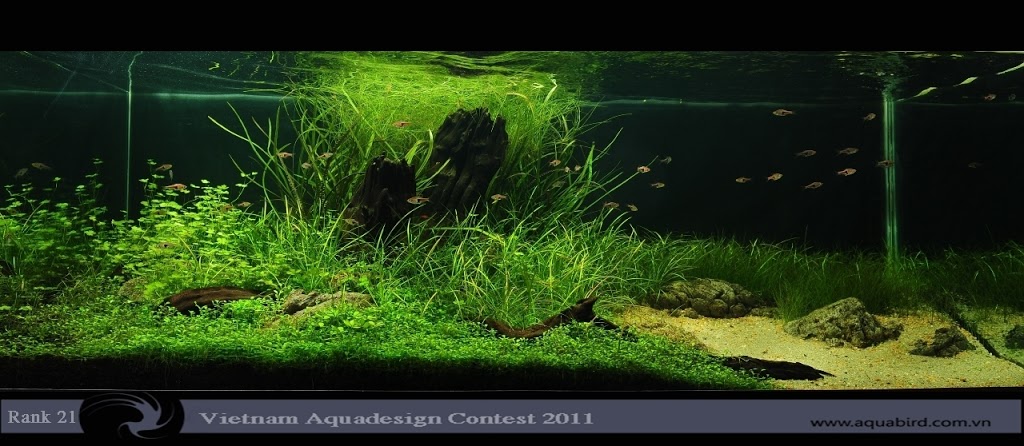 Aquatic-Design-Contest-2011-21