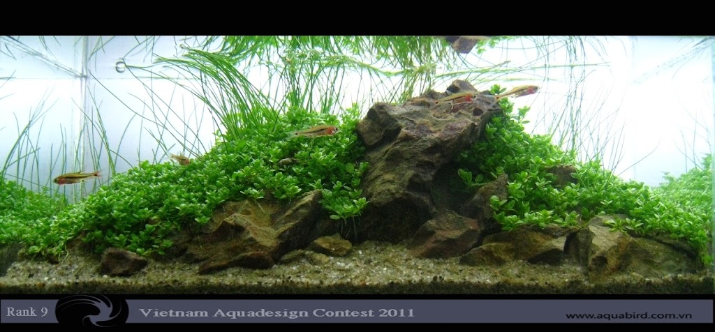 Aquatic-Design-Contest-2011-9-25C2-25BA