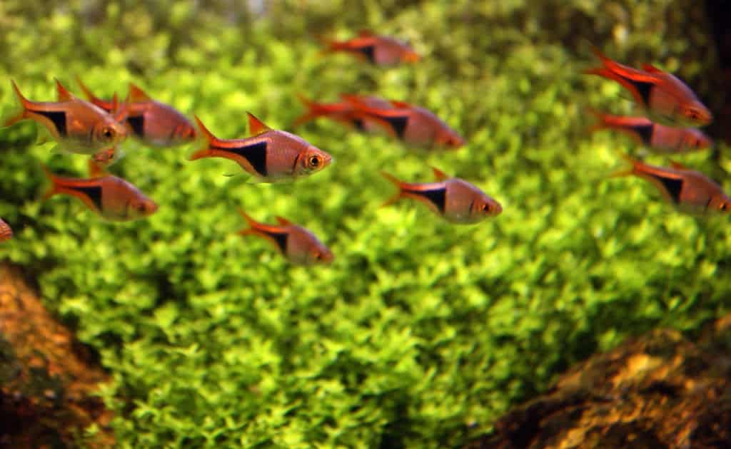 Rasbora arlequim (Trigonostigma heteromorpha) Rasbora arlequim (Trigonostigma heteromorpha)