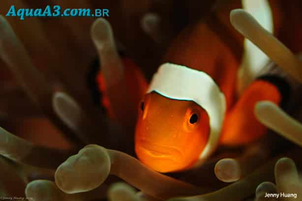 Relação dos peixes palhaços com as Anêmonas