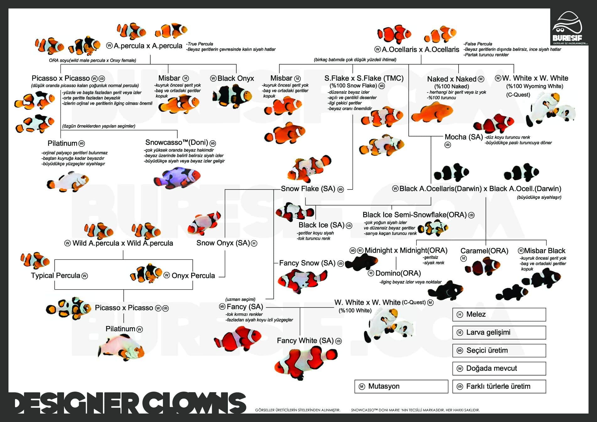 Amphiprion ocellaris (Peixe Palhaço) variedades