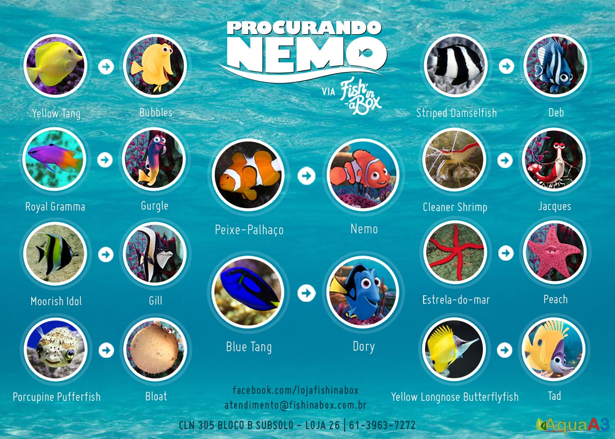 Procurando nemo peixes reais - Fish in a box