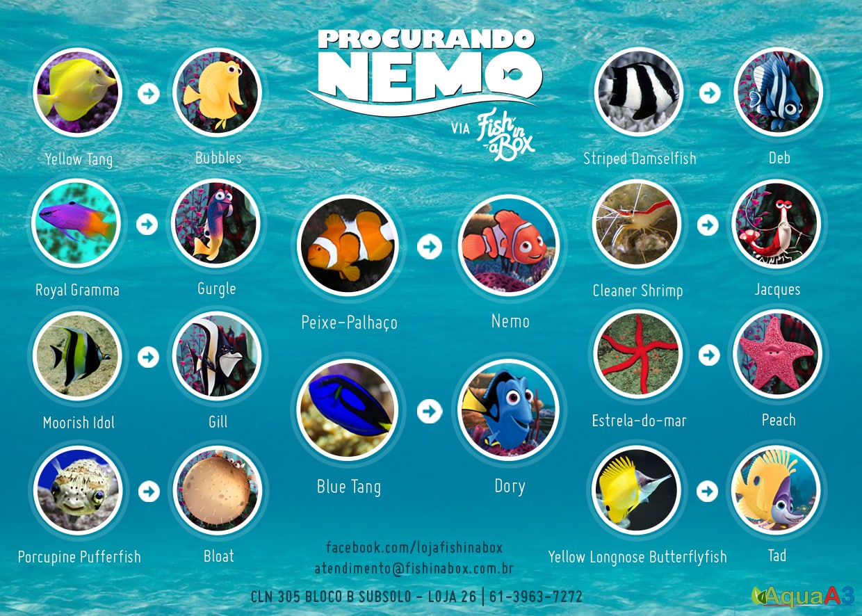 Procurando Nemo na vida real Procurando Nemo na vida real