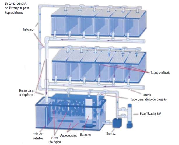 Requisitos básicos para montagem de um sistema de criação de peixe palhaço