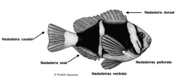 Anatomia básica do peixe palhaço
