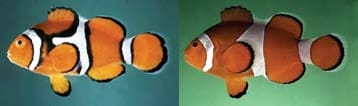 Características anatômicas das espécies adultas: peixe palhaço verdadeiro (Amphiprion percula) à esquerda, e do falso percula (A. ocellaris) à direita. Foto: Fishbase