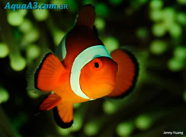 Amphiprion ocellaris (Peixe Palhaço)