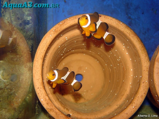 Peixe palhaço ovos em vaso