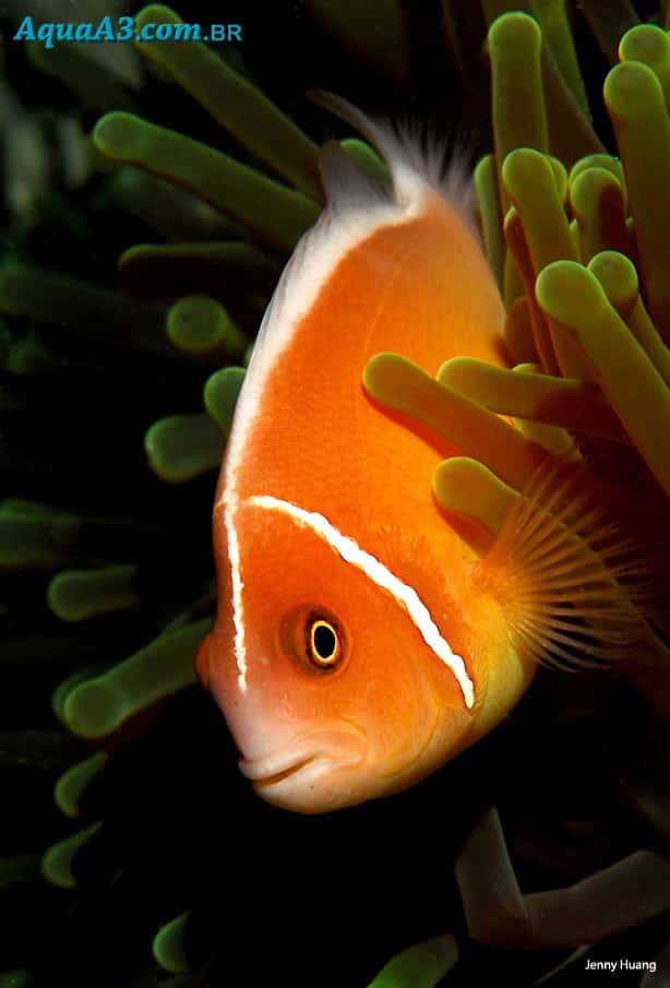 Amphiprion ocellaris - Peixe Palhaço