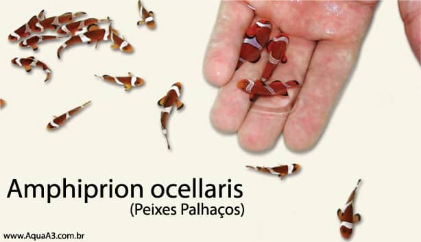 Amphiprion ocellaris (Peixe Palhaço) na mão Amphiprion ocellaris (Peixe Palhaço) na mão