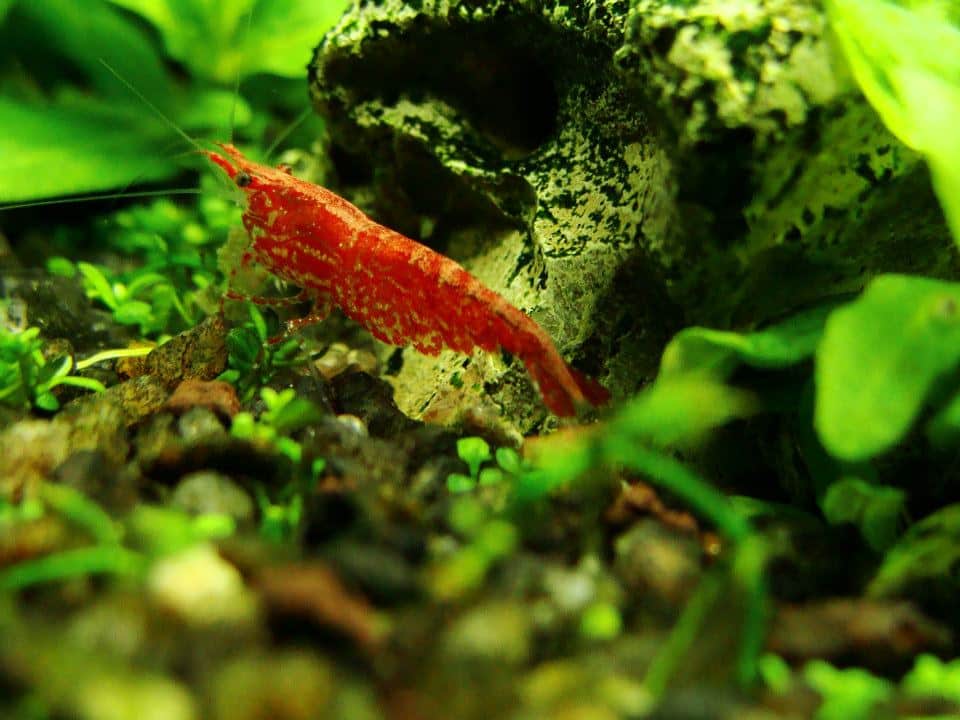 Camarão Red Cherry Camarão Red Cherry