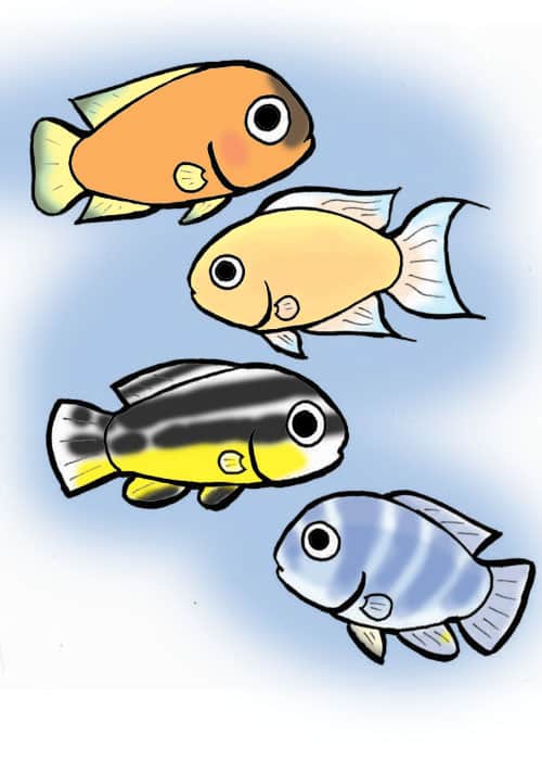Desenho art Lemon cichlid, fairy cichlid, golden cichlid, zebra cichlid Lemon cichlid, fairy cichlid, golden cichlid, zebra cichlid