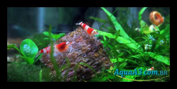 Alga Nori Red-Crystal Alga Nori Red-Crystal