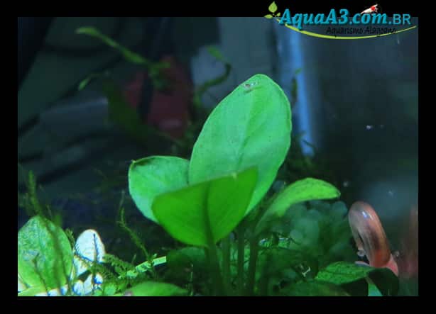 Filhote de Caridina Cantonensis na folha de Anubia. Filhote de Caridina Cantonensis na folha de Anubia.