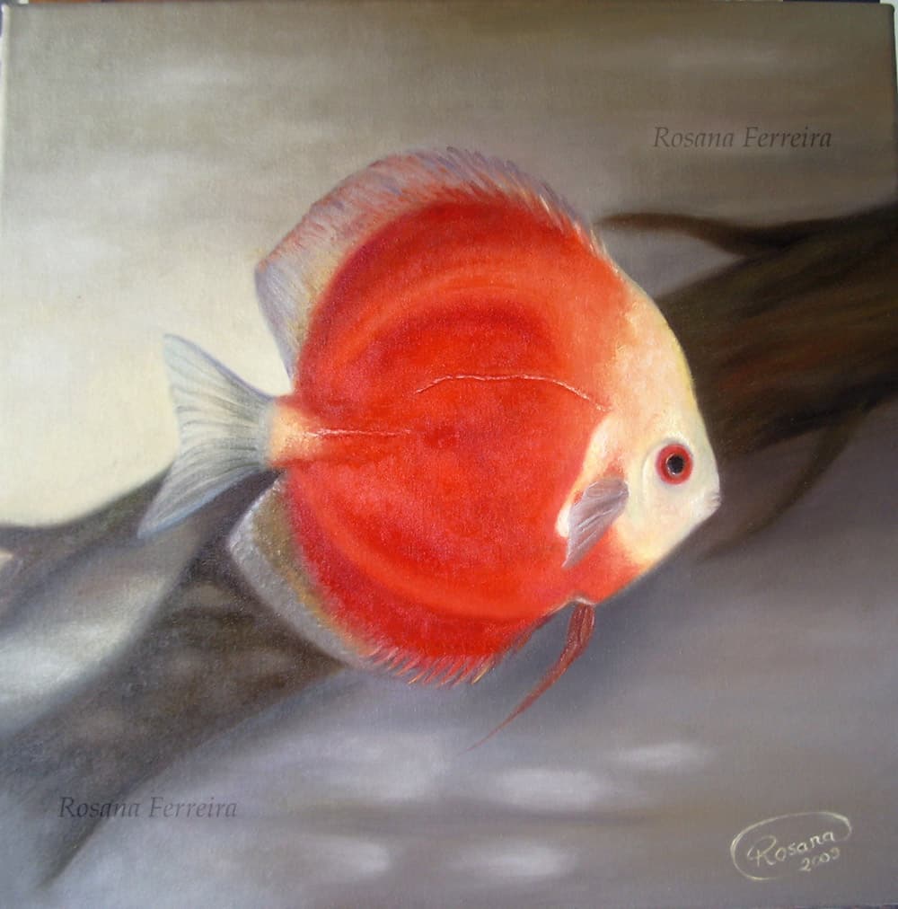 Arte no aquarismo - Peixe Disco