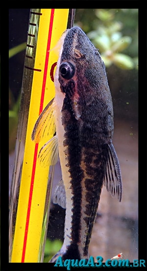 Otocinclus no termômetro. Otocinclus no termômetro.