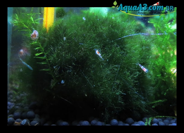 Filhotes de Red Crystal no Marimo Ball Filhotes de Red Crystal no Marimo Ball