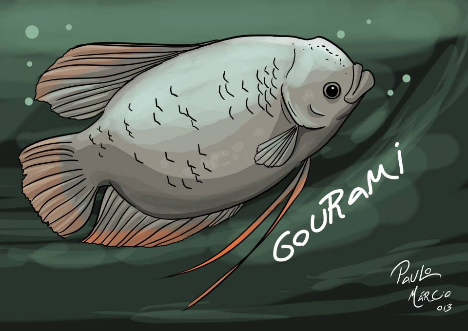 Peixe-gigante-Gourami