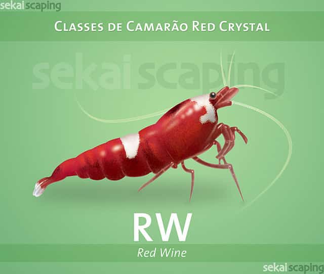 “Classificação dos Camarões Red Crystal”