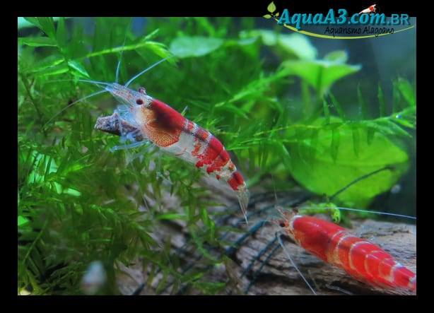 Red Crystals se alimentando de ADA original Red Bee Shrimp Food. Red Crystals se alimentando de ADA original Red Bee Shrimp Food.