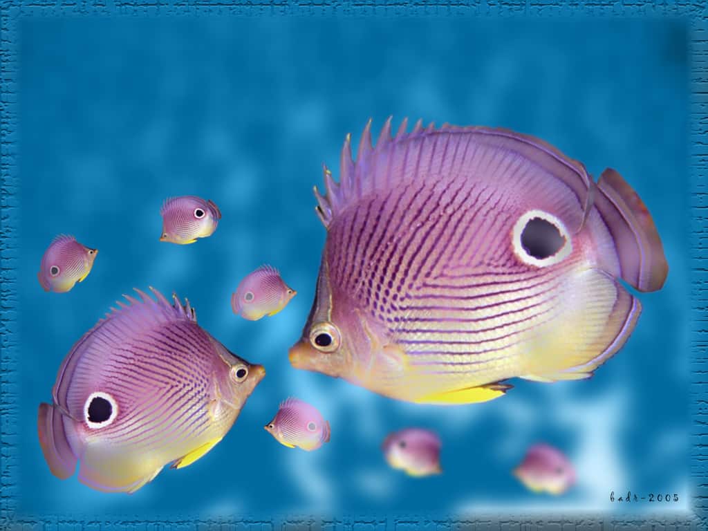SuperPurple_Fish_by_badr SuperPurple_Fish_by_badr
