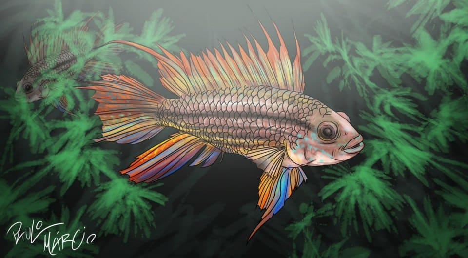 Desenho Apistogramma