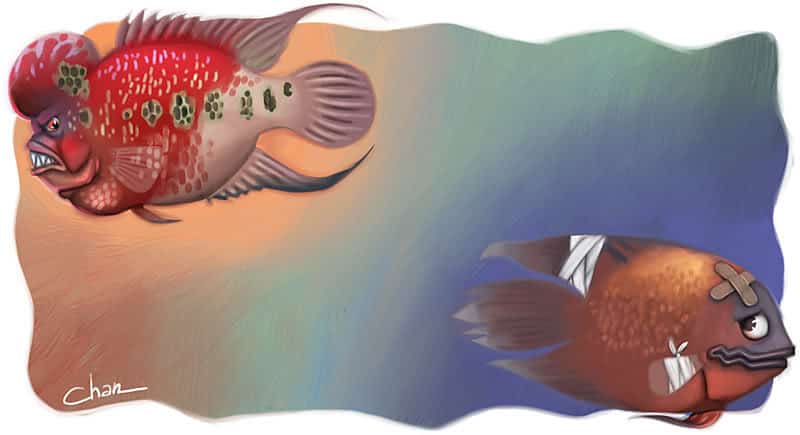Ilustração para o artigo “Astronotus ocellatus – O ciclídeo campeão em negligência!”. Ilustração para o artigo “Astronotus ocellatus – O ciclídeo campeão em negligência!”.