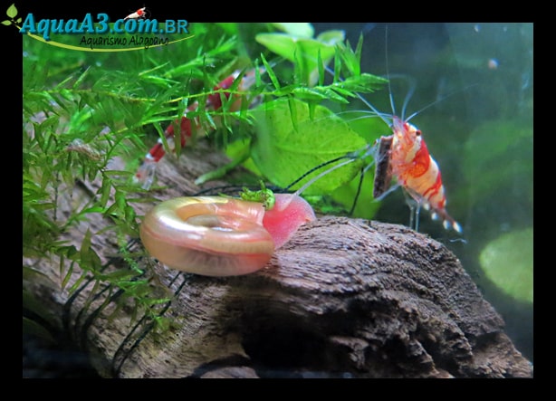 Caramujo Red Ramshorn e Red Crystal. Caramujo Red Ramshorn e Red Crystal.