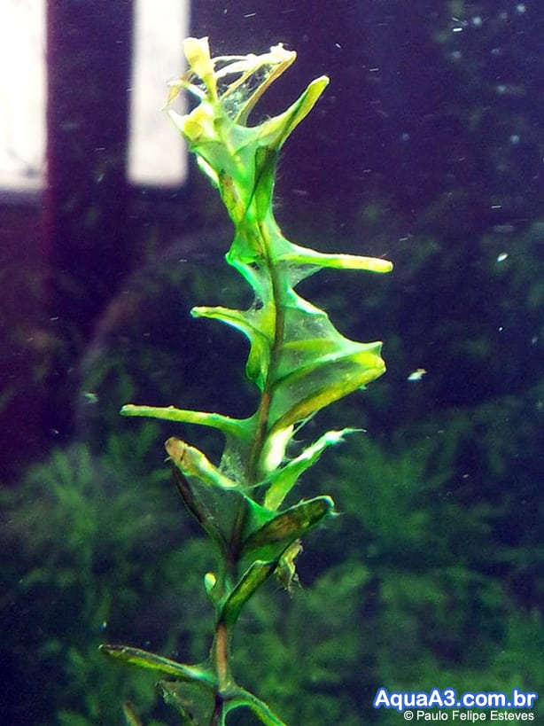 Cyanobacteria aquário Cyanobacteria aquário