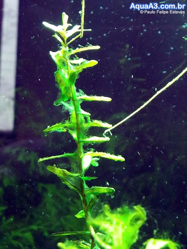 Cyanobacteria aquário Cyanobacteria aquário