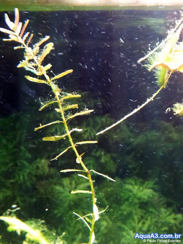 Cyanobacteria aquário Cyanobacteria aquário
