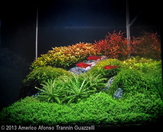 Americo Afonso Trannin Guazzelli (Londrina – PR) Americo Afonso Trannin Guazzelli (Londrina – PR)