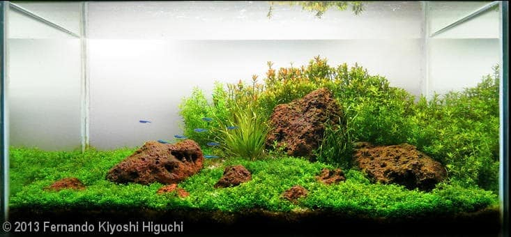 Fernando Kiyoshi Higuchi (Londrina – PR) Fernando Kiyoshi Higuchi (Londrina – PR)