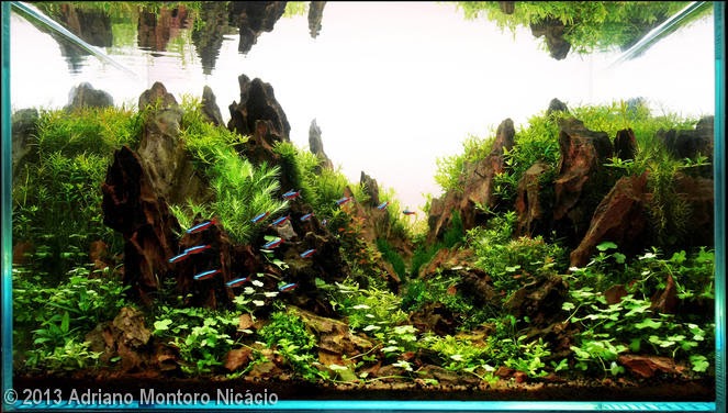 Top 10 - Adriano Montoro Nicácio (Bauru – SP) Top 10 - Adriano Montoro Nicácio (Bauru – SP)