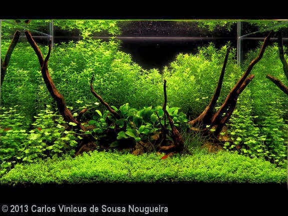 Carlos Vínicus de Sousa Nougueira (Fortaleza – CE) Carlos Vínicus de Sousa Nougueira (Fortaleza – CE)
