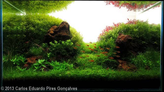 Carlos Eduardo Pires Gonçalves (Maringá – PR) Carlos Eduardo Pires Gonçalves (Maringá – PR)