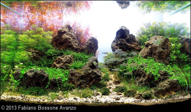 Fabiano Bossone Avanzo (Maringá – PR) Fabiano Bossone Avanzo (Maringá – PR)