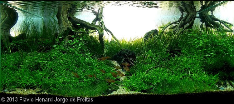 Flavio Henard Jorge de Freitas (Rio de Janeiro – RJ) Flavio Henard Jorge de Freitas (Rio de Janeiro – RJ)