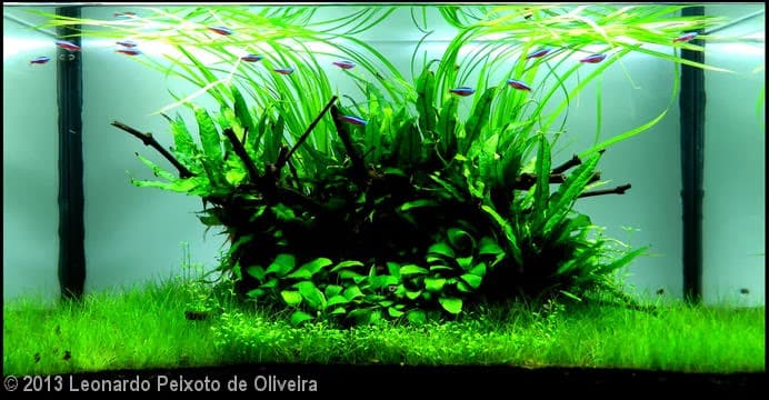 Leonardo Peixoto de Oliveira (Porto Alegre – RS) Leonardo Peixoto de Oliveira (Porto Alegre – RS)