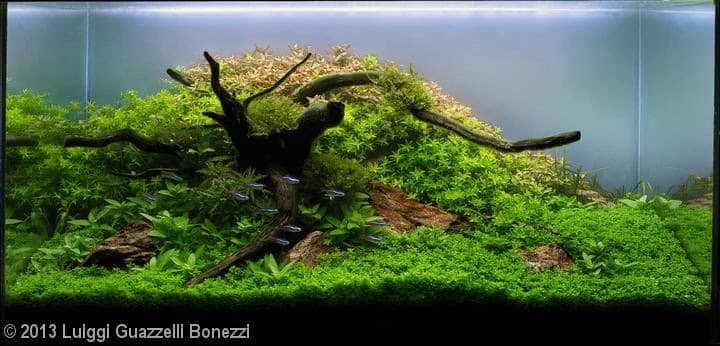 Luiggi Guazzelli Bonezzi (Londrina – PR) Luiggi Guazzelli Bonezzi (Londrina – PR)