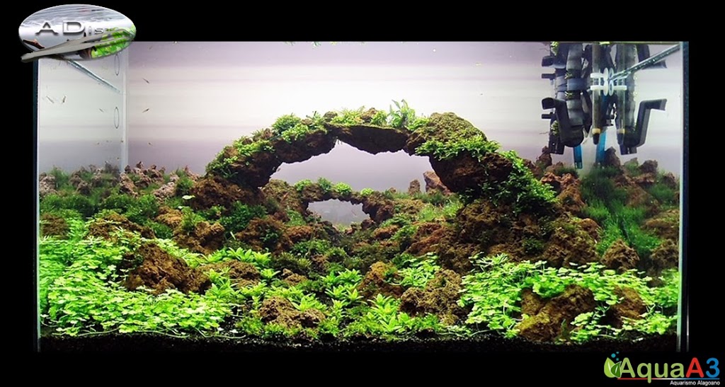 Aquascaping History of Owachomo