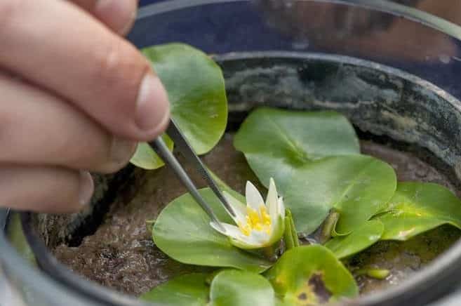 A menor e mais rara Nymphaea (Nymphaea thermarum) do mundo é roubada em Royal Botanic Gardens. A menor e mais rara Nymphaea (Nymphaea thermarum) do mundo é roubada em Royal Botanic Gardens.