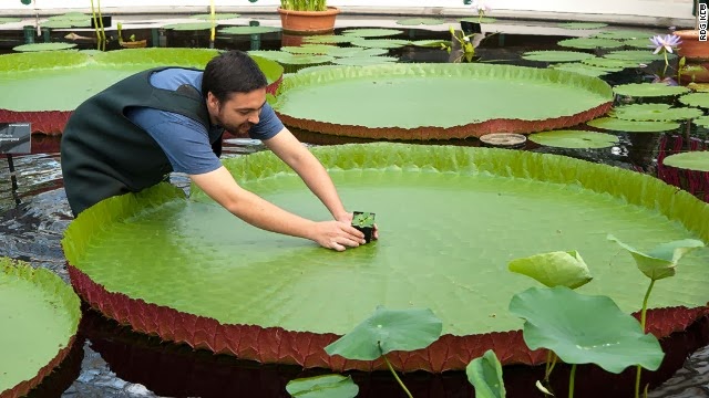 A menor e mais rara Nymphaea (Nymphaea thermarum) do mundo é roubada em  Royal Botanic Gardens.