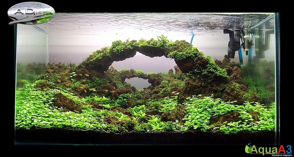 Aquascaping History of Owachomo